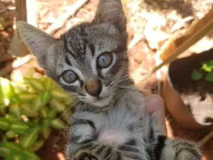 Gato raça SRD idade 2 a 6 meses nome Maya