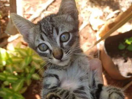 Gato ra a SRD idade 2 a 6 meses nome Maya