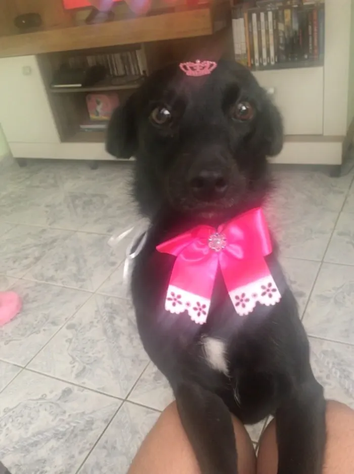 Cachorro ra a Sem raça  idade 1 ano nome Lucy