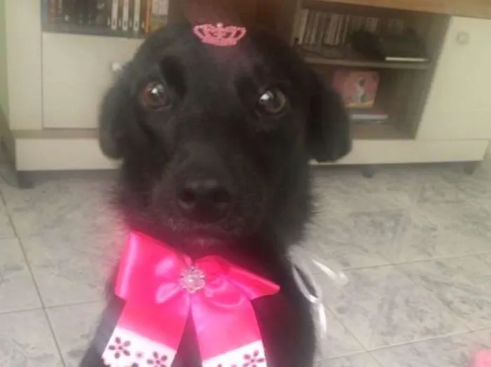 Cachorro ra a Sem raça  idade 1 ano nome Lucy