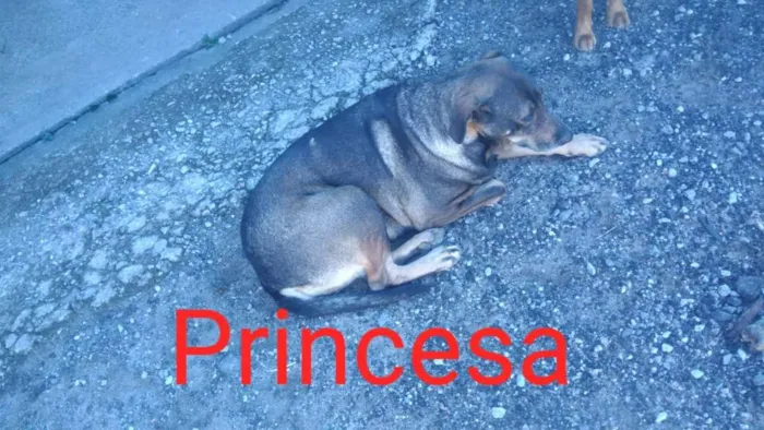 Cachorro ra a  idade  nome São 6 cachorras 