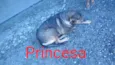 São 6 cachorras