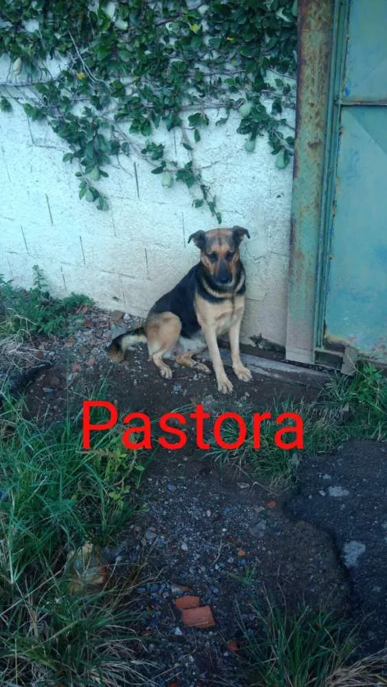 Gato ra a  idade  nome São 6 cachorras 