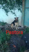São 6 cachorras
