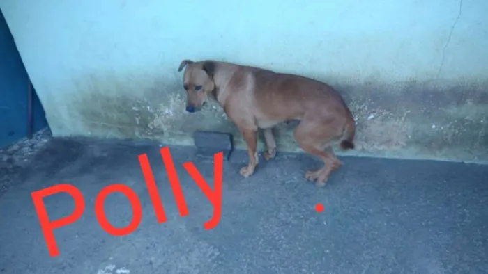 Cachorro ra a  idade  nome São 6 cachorras 
