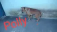 São 6 cachorras