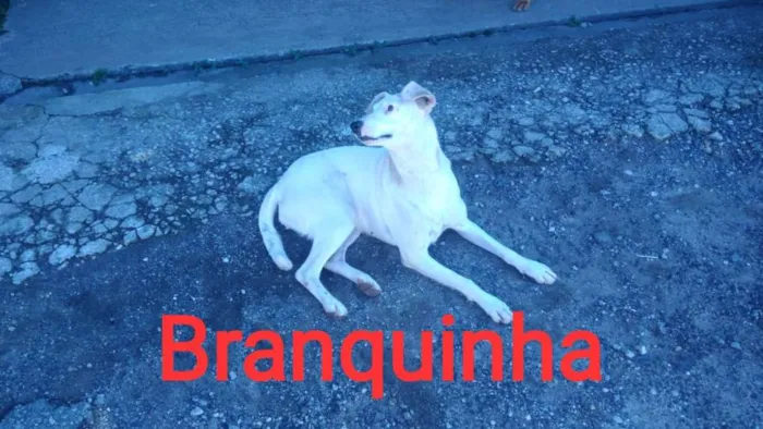 Gato ra a  idade  nome São 6 cachorras 