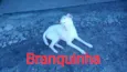 São 6 cachorras