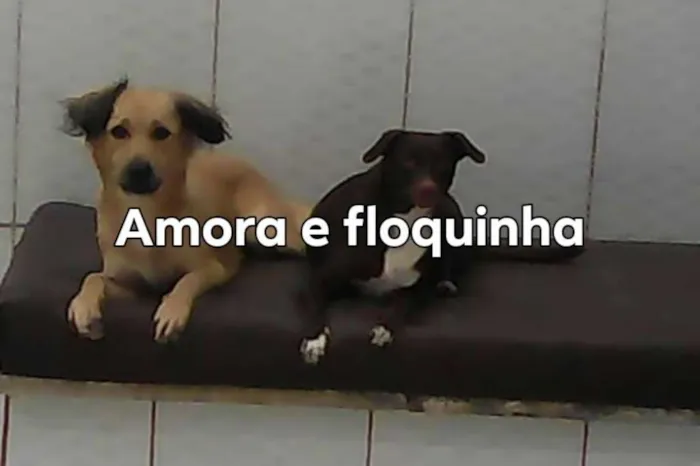 Cachorro ra a Viralata idade 4 anos nome Amora