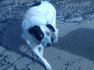 Cachorro raça  idade  nome São 6 cachorras 