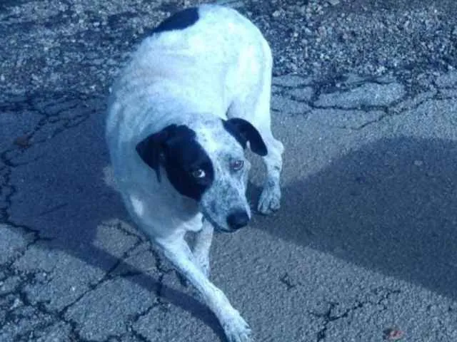 Cachorro ra a  idade  nome São 6 cachorras 