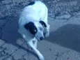 São 6 cachorras