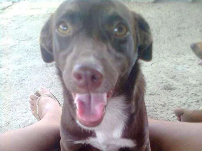 Cachorro ra a Viralata idade 5 anos nome Floquinha