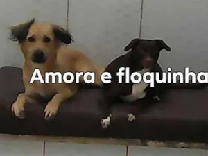 Cachorro raça Viralata idade 4 anos nome Amora