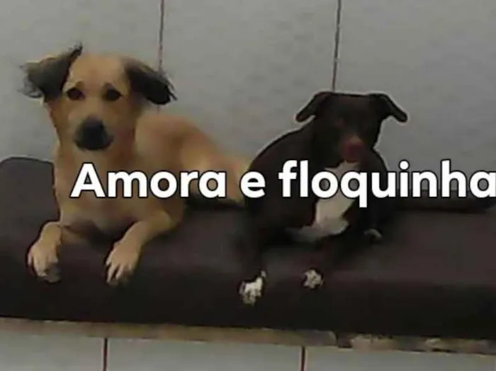 Cachorro ra a Viralata idade 4 anos nome Amora