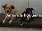 Cachorro raça Viralata idade 4 anos nome Amora