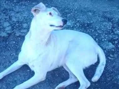 Gato ra a  idade  nome São 6 cachorras 