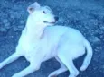São 6 cachorras
