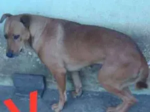 Cachorro raça  idade  nome São 6 cachorras 