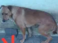 São 6 cachorras