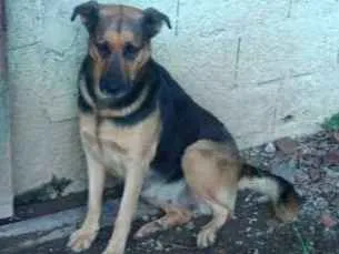 Gato ra a  idade  nome São 6 cachorras 