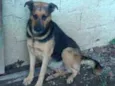 São 6 cachorras