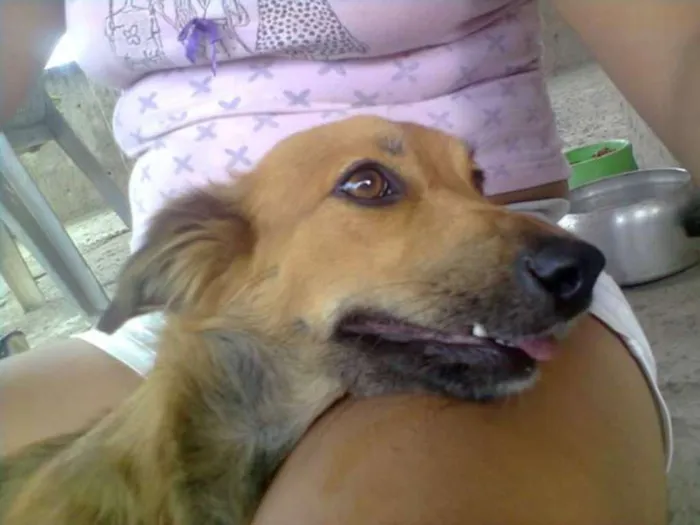 Cachorro ra a Viralara idade 5 anos nome Belinha