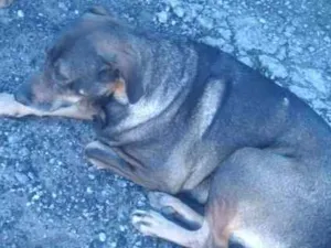 Cachorro raça  idade  nome São 6 cachorras 