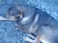 São 6 cachorras