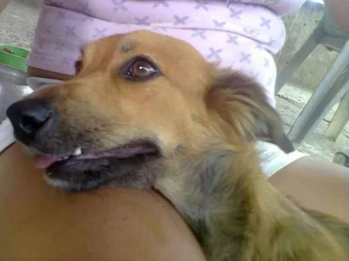 Cachorro ra a Viralara idade 5 anos nome Belinha