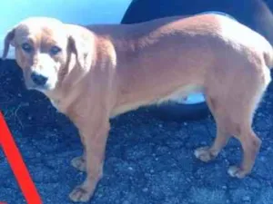 Cachorro raça  idade  nome São 6 cachorras 