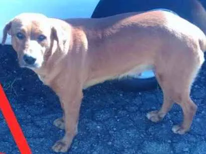 Cachorro ra a  idade  nome São 6 cachorras 