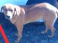 São 6 cachorras
