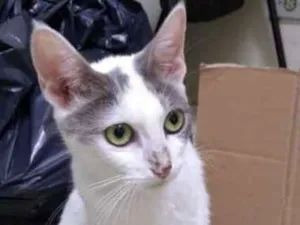Gato raça SRD idade 7 a 11 meses nome Cris
