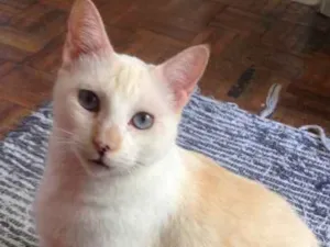 Gato raça Vira lata idade 4 anos nome Chantily e Jerry Lee