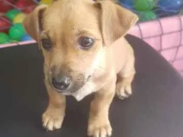 Cachorro raça  idade 2 a 6 meses nome REBECA