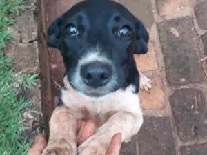 Cachorro raça vira idade 2 a 6 meses nome Caipirinha