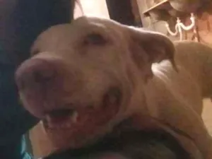 Cachorro raça pit bull idade 5 anos nome Melanie