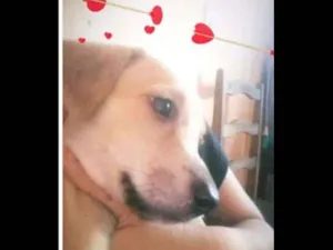 Cachorro raça SDR idade 2 a 6 meses nome Beby