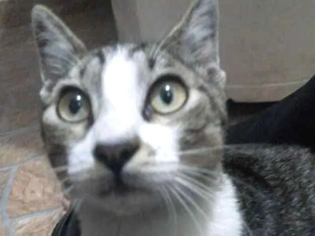 Gato ra a  idade 7 a 11 meses nome Sem nome