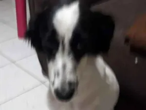 Cachorro raça Srd idade 1 ano nome Pandora