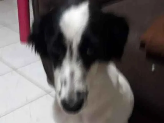 Cachorro ra a Srd idade 1 ano nome Pandora