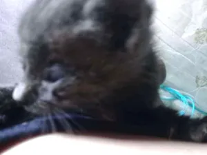 Gato raça Sem identificação  idade Abaixo de 2 meses nome Sem nome