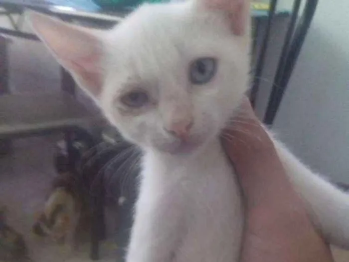 Gato ra a cisa lata idade 2 a 6 meses nome algodão 