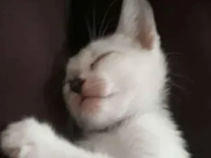 Gato raça Vira-lata idade Abaixo de 2 meses nome Não tem nome
