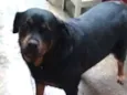 Preta