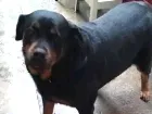 Cachorro raça Rotwailler idade 6 ou mais anos nome Preta