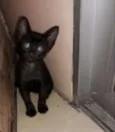 Seis gatinhos