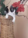 Seis gatinhos
