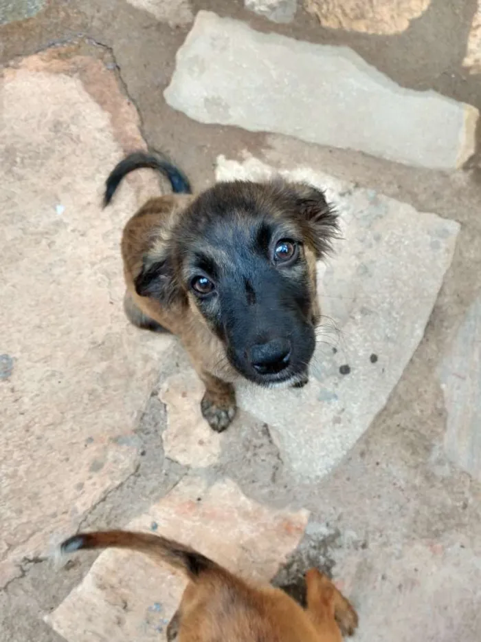 Cachorro ra a Viralatas idade 2 a 6 meses nome Madonna e Rihanna